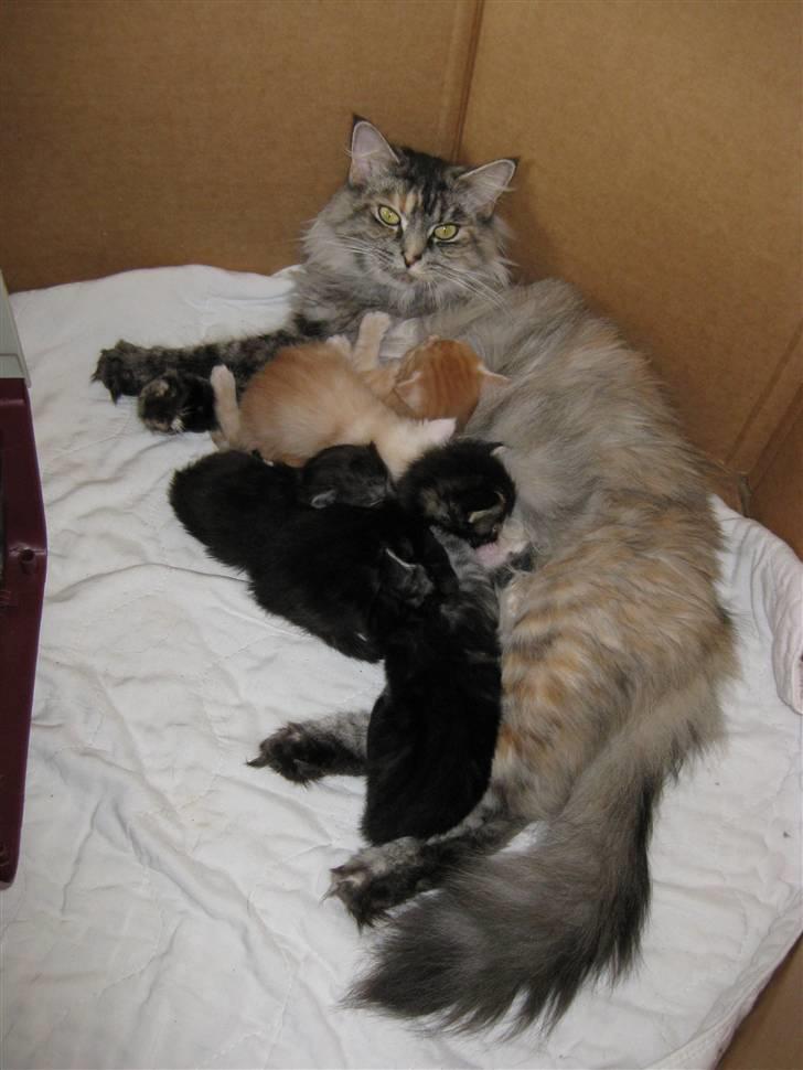 Norsk Skovkat Missya billede 8