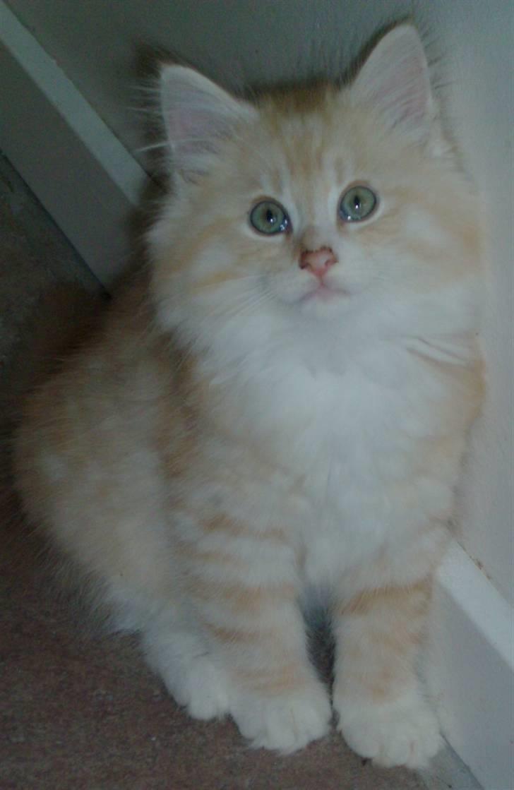 Norsk Skovkat Høgerstedets Fabian billede 8