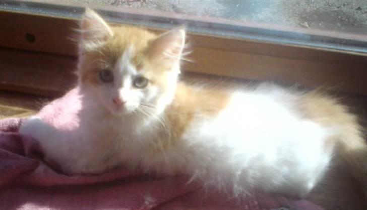 Norsk Skovkat Høgerstedets Gucci billede 7