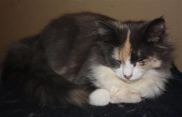 Norsk Skovkat Høgerstedets Frida billede 5