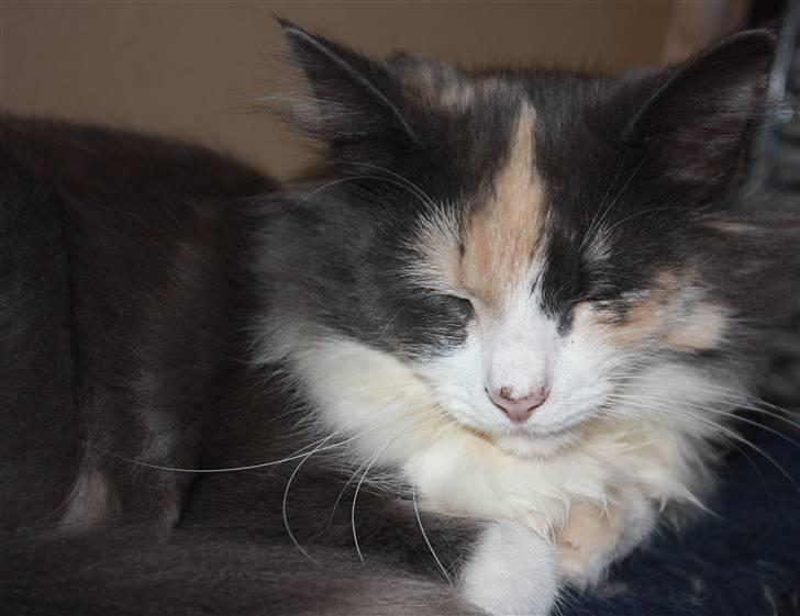 Norsk Skovkat Høgerstedets Frida billede 6