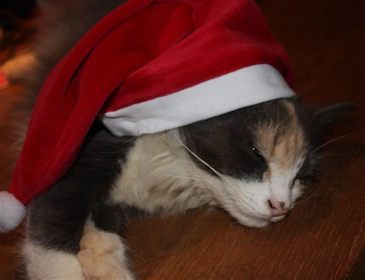 Norsk Skovkat Høgerstedets Frida billede 7