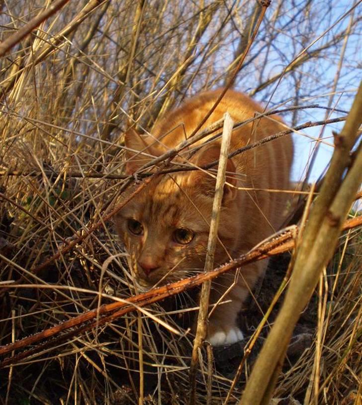 Huskat Bubber - Farlig tigermis på jagt billede 4