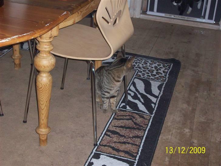 Huskat Banditten - R.I.P billede 14