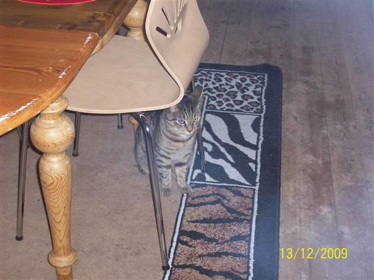 Huskat Banditten - R.I.P billede 15