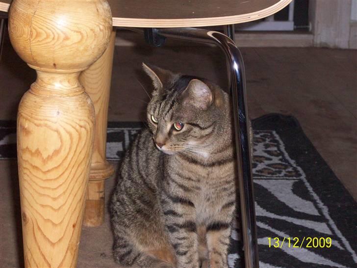 Huskat Banditten - R.I.P billede 16