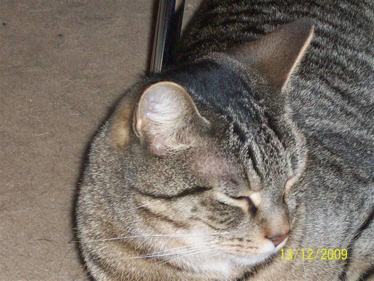 Huskat Banditten - R.I.P billede 17