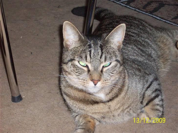 Huskat Banditten - R.I.P billede 18