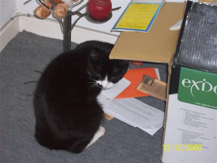 Huskat Miv billede 9