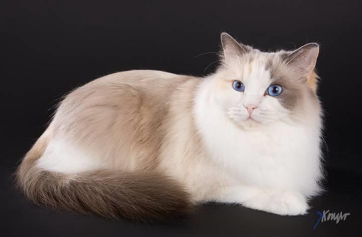 Ragdoll SP. Wrendsted Celinea DSM billede 14
