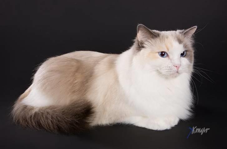 Ragdoll SP. Wrendsted Celinea DSM billede 15