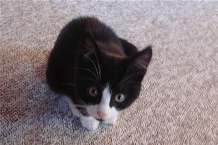 Huskat {bøf}2009 billede 10