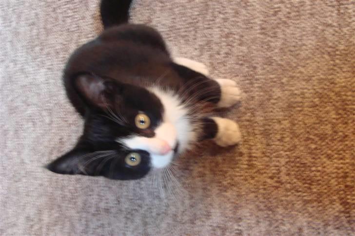 Huskat {bøf}2009 billede 11