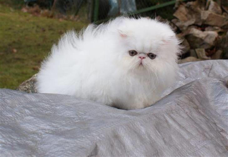 Perser Taragona's Cool Breeze billede 1