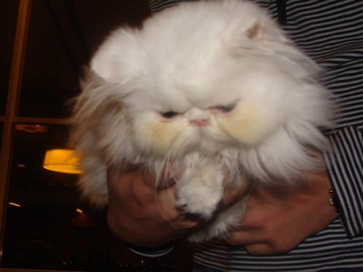 Perser Taragona's Cool Breeze billede 2