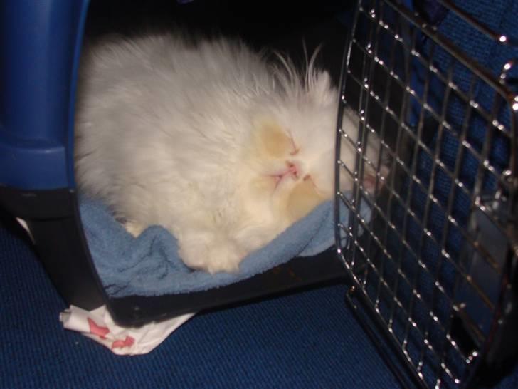 Perser Taragona's Cool Breeze billede 3