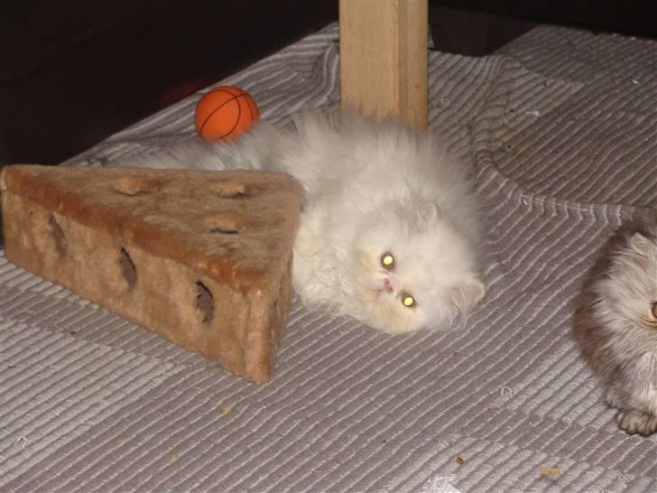 Perser Taragona's Cool Breeze billede 4