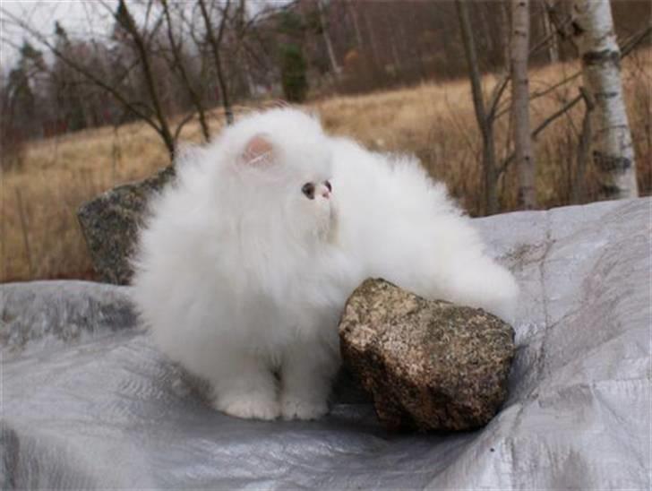 Perser Taragona's Cool Breeze billede 5