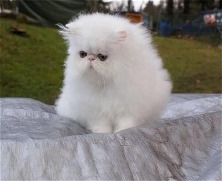 Perser Taragona's Cool Breeze billede 6