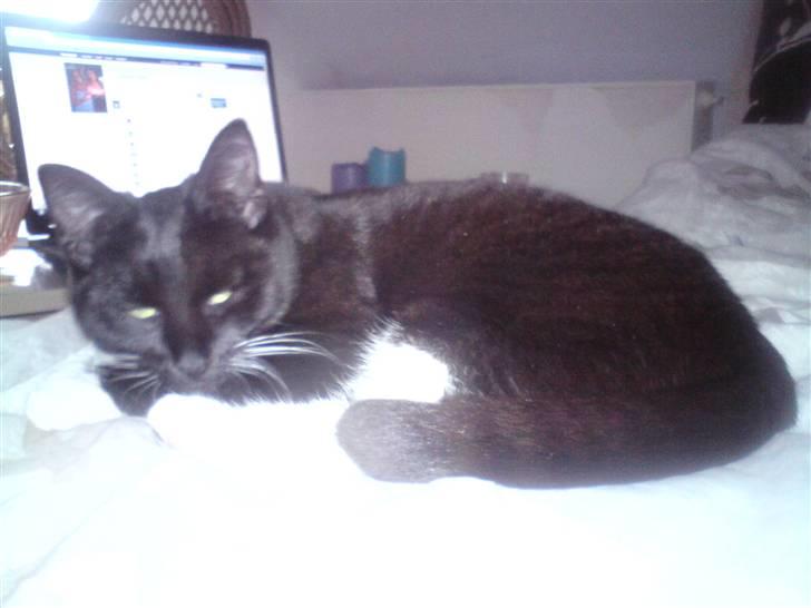 Huskat Prinsessen *INTERNAT* billede 1