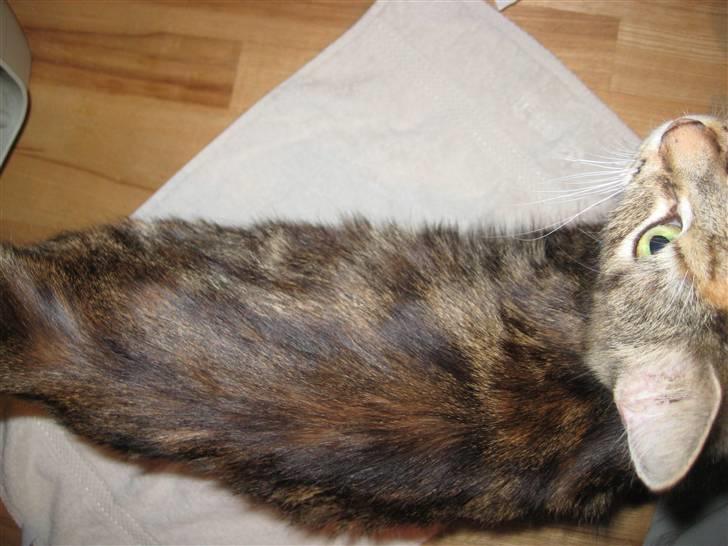 Blanding af racer Miv - Taget den 16. december 2009. Miv vejer 800 gram mere end da jeg hentede hende, så kan man jo forstille sig hvor tynd hun har været. billede 10