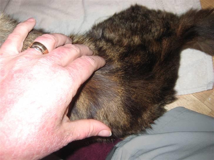 Blanding af racer Miv - Taget den 16. december 2009. Miv vejer 800 gram mere end da jeg hentede hen billede 11