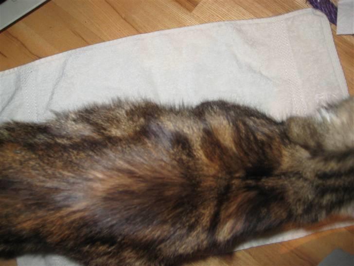 Blanding af racer Miv - Taget den 16. december 2009. Miv vejer 800 gram mere end da jeg hentede hen billede 12