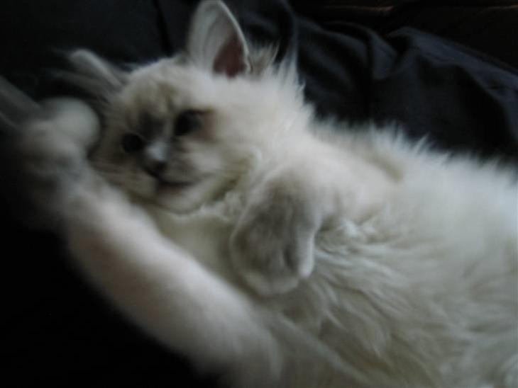 {{currentPhoto.altText}} billede {{currentPhoto.number}}