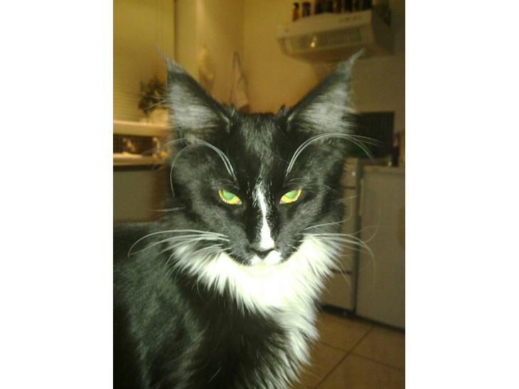 {{currentPhoto.altText}} billede {{currentPhoto.number}}