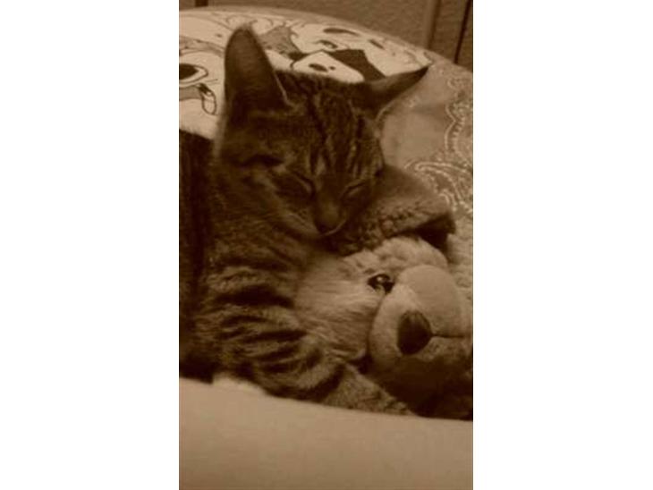 {{currentPhoto.altText}} billede {{currentPhoto.number}}