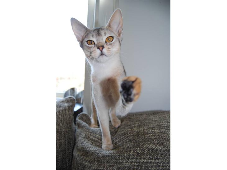 Abyssinier Silver Kama af Freden  - KARLA 8 mdr. (8/5-10) billede 1