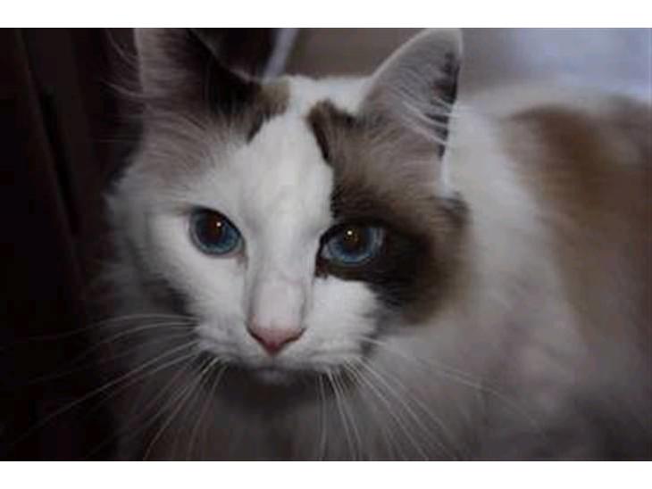 Ragdoll Tugger - Pretty eyes, et yndet kælenavn :o) billede 1