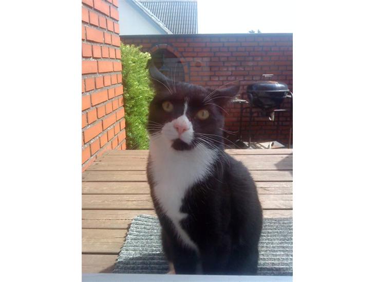 {{currentPhoto.altText}} billede {{currentPhoto.number}}