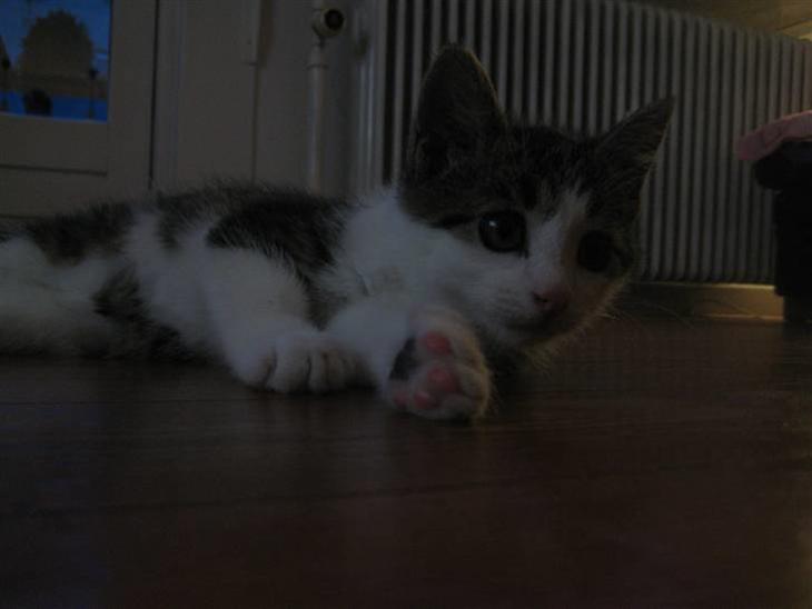 {{currentPhoto.altText}} billede {{currentPhoto.number}}