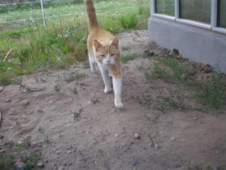Huskat  Tiger  Forsvundet billede 1
