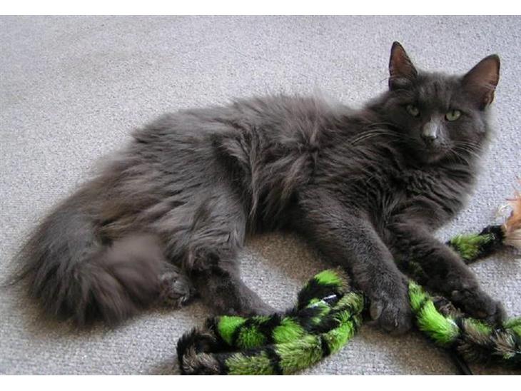 {{currentPhoto.altText}} billede {{currentPhoto.number}}