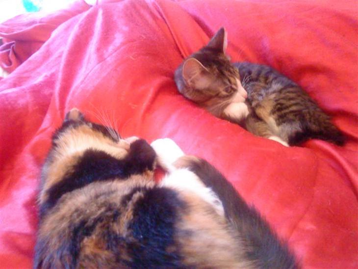 {{currentPhoto.altText}} billede {{currentPhoto.number}}