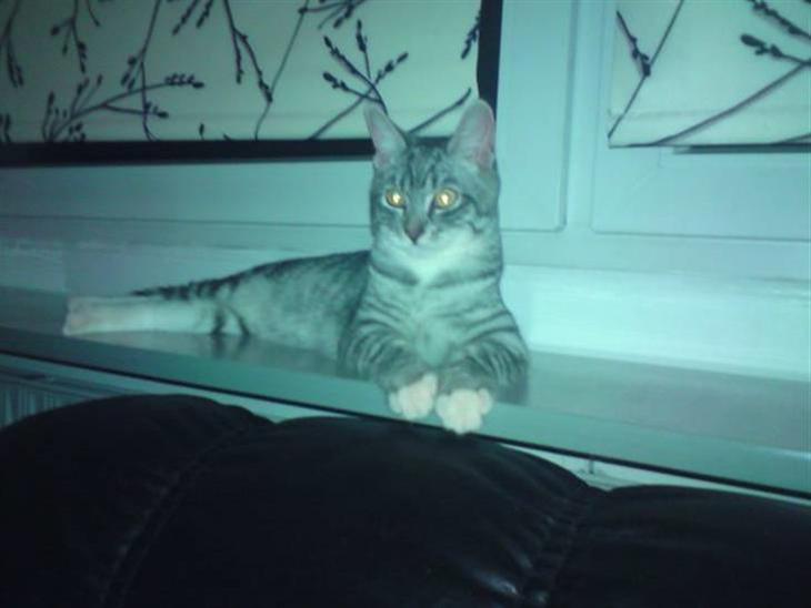 {{currentPhoto.altText}} billede {{currentPhoto.number}}