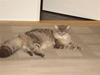 Maine Coon ingolf