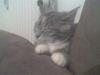 Huskat Tilde