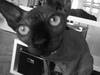 Sphynx Maggie