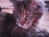 Maine Coon Porsche