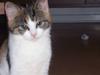 Huskat Miv =) 