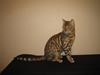 Bengal Ace of Spades RIP