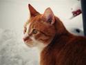 Huskat Oliver (Olle)