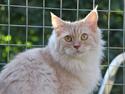Maine Coon Mindy * Flyttet *