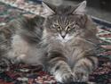 Maine Coon Zindy "Flyttet"