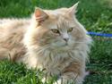 Maine Coon Samson. ER FLYTTET.