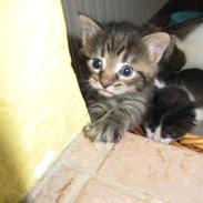 Huskat Grafilt SOLGT