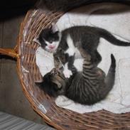 Huskat Grafilt SOLGT